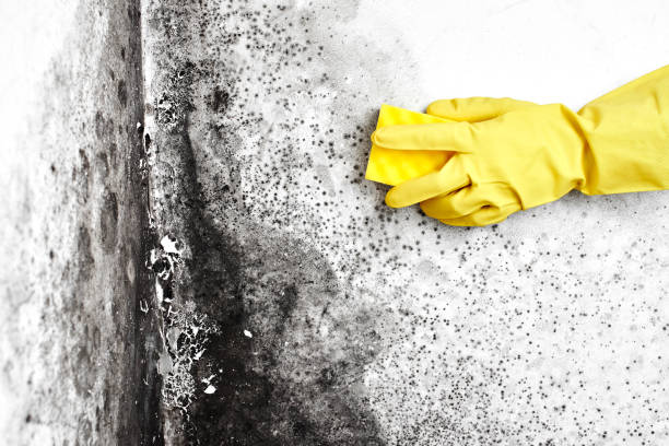 Why You Should Choose Our Mold Remediation Services in Helena Flats, MT